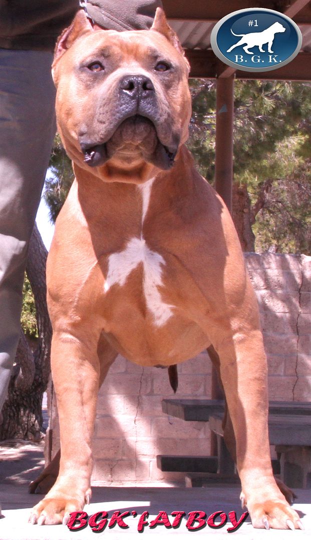 HUGE Bully Pitbulls XXL Pitbull Kennels Pitbull Breeder